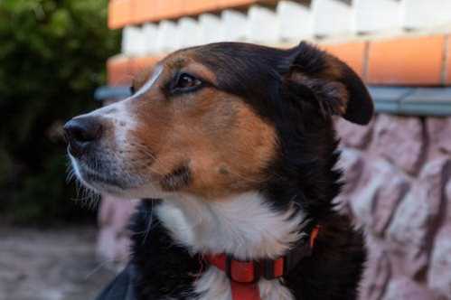 NBA绿衫军教头谈技术犯规冲突幽默回只是想祝裁判圣诞快乐