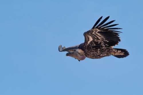 你俩不熟？深圳上演队友相撞 皮特森快下暴扣